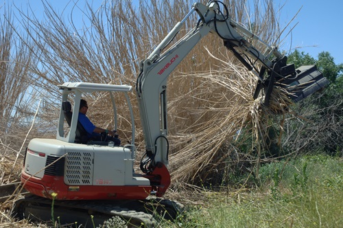 Photo of worker clearing Arundo