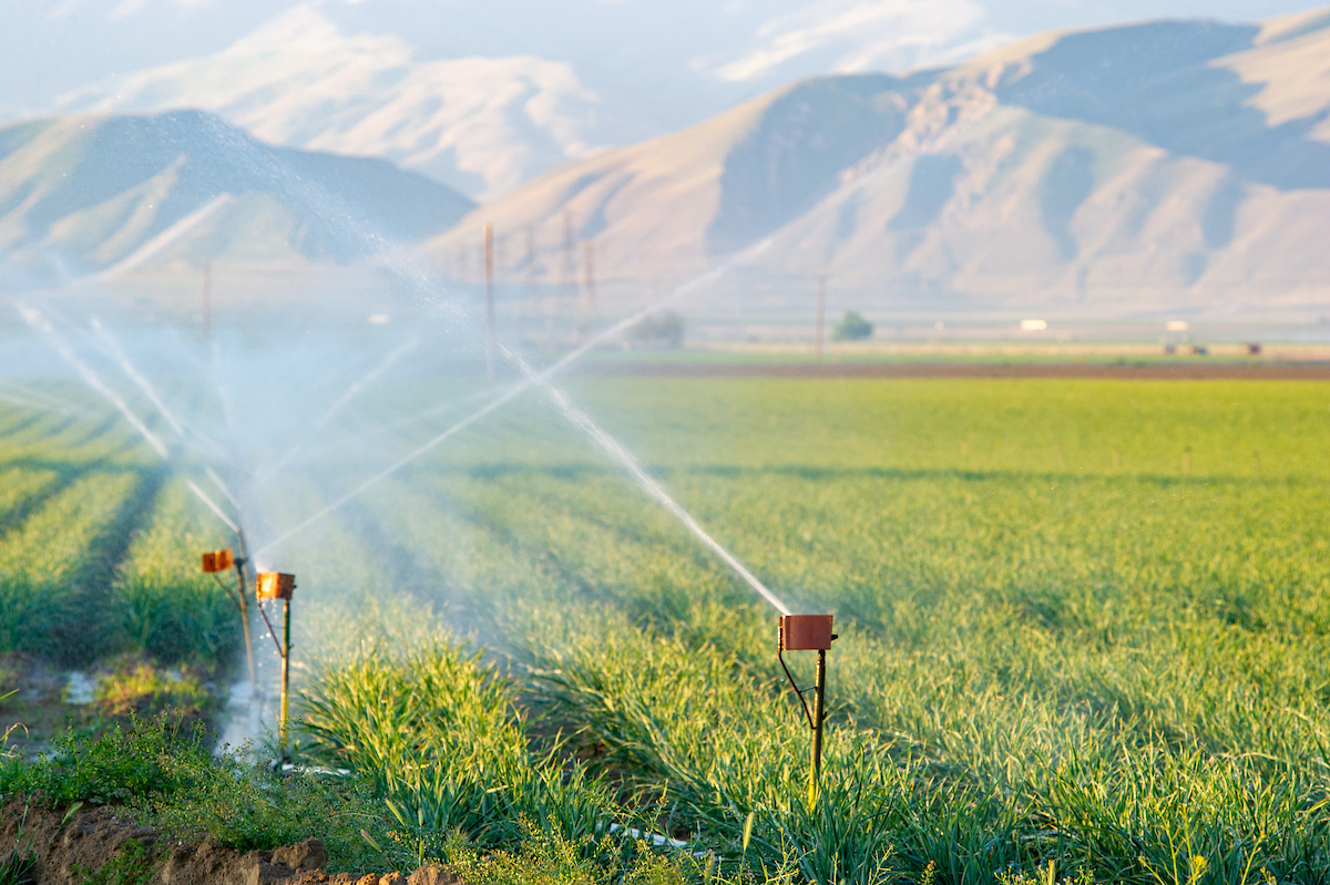A wheat field receives groundwater from a pumping system tapped into an irrigation canal in the southern region of the San Joaquin Valley.