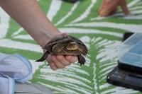 A Northwestern pond turtle is captured and monitored as part of the Northwestern pond turtle population monitoring program at the seeps surrounding Clifton Court Forebay in Contra Costa County.