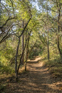 A scenic view of the Roy Rogers Trail near Loafer Creek in Butte County, California. Photo taken July 14, 2025.