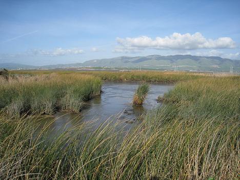 Dutch Slough Tules