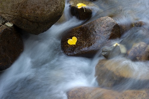 Fall colors along a creek