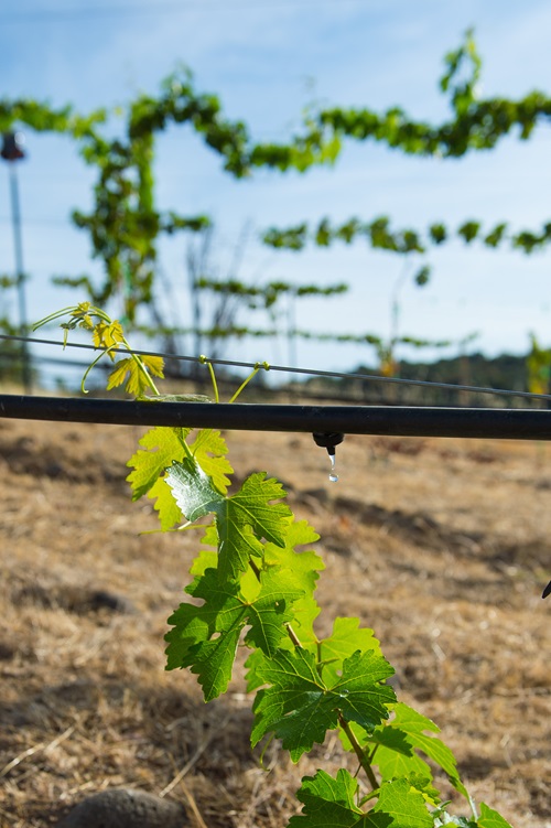 California is one of the most productive agricultural regions in the world.