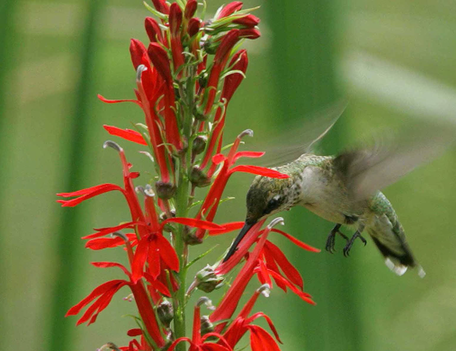ITRP Pollinator Hummingbird