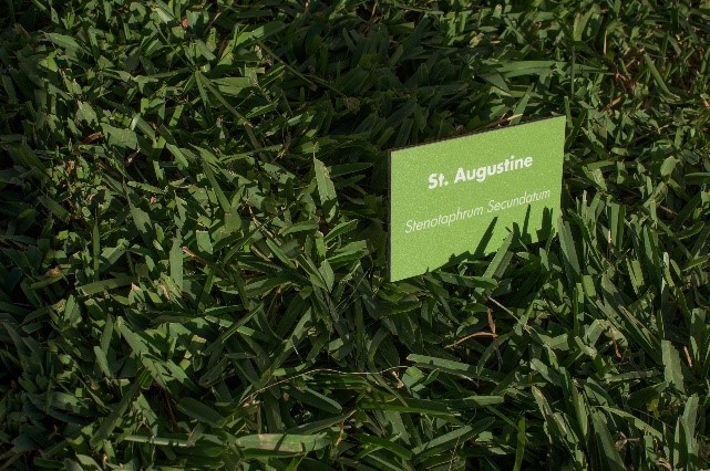 St. Augustine grass