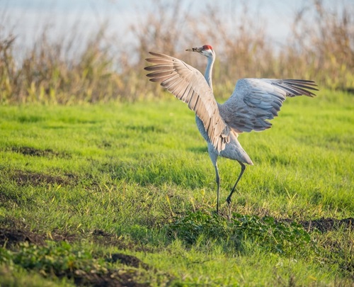 A Sandhill crane wanders near Woodbridge Road in Lodi.